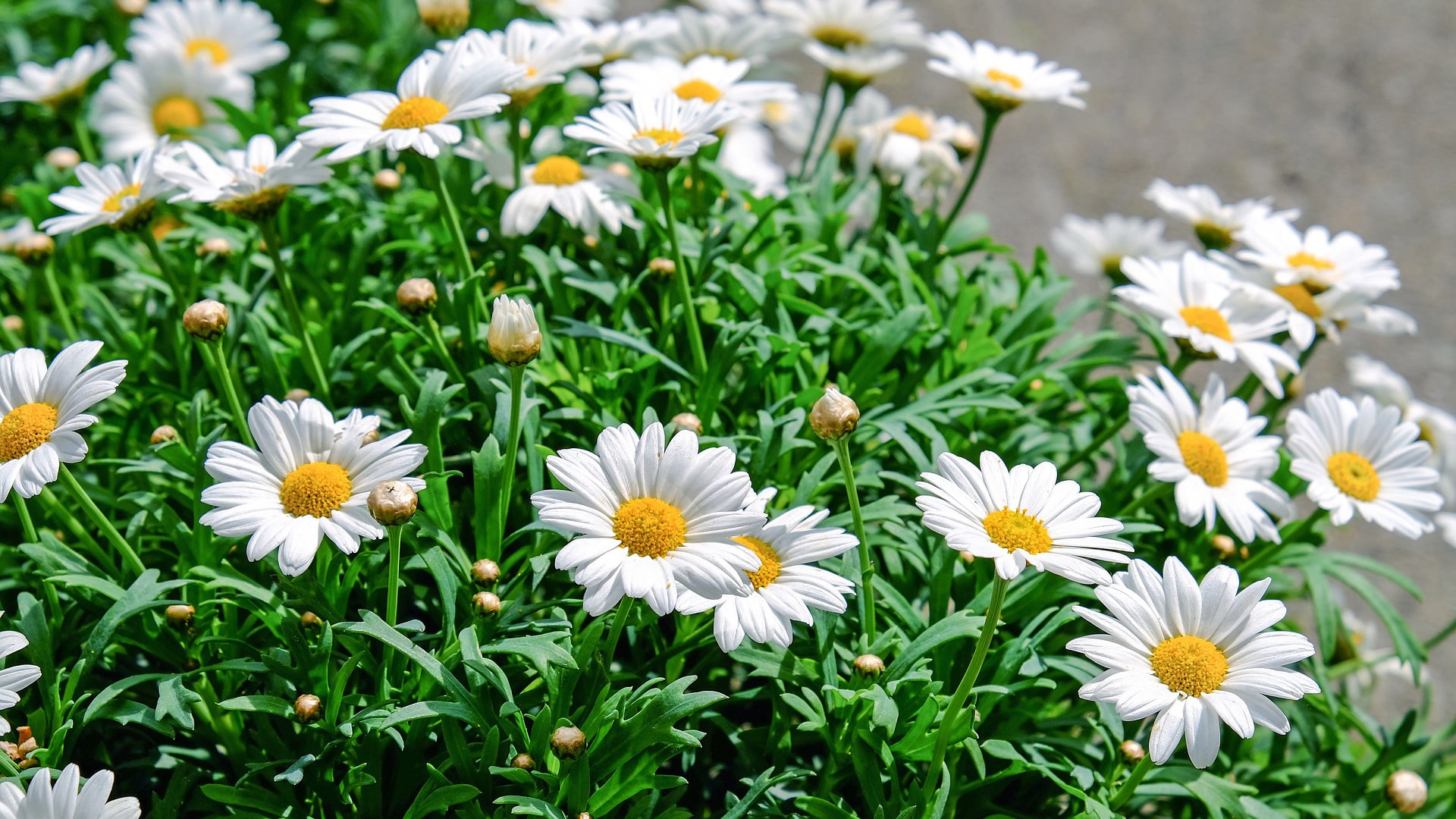 National Garden